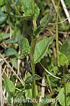 Rautenblättrige Glockenblume (Campanula rhomboidalis) (F211790)