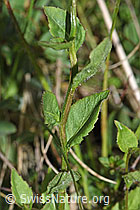 Rautenblättrige Glockenblume (Campanula rhomboidalis) (F211792)