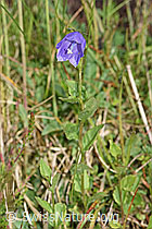 Rautenblättrige Glockenblume (Campanula rhomboidalis) (F211794)
