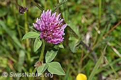 F211797: Rot-Klee (Trifolium pratense)