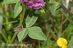 F211798: Rot-Klee (Trifolium pratense)