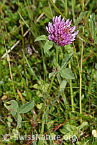 F211801: Rot-Klee (Trifolium pratense)