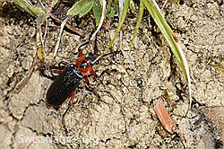 Cantharis rustica (Weichkäfer) (F211807)