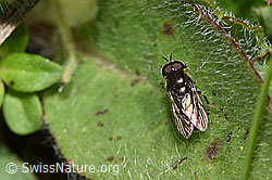 Pipizella viduata (Schwebfliege) (30.05.2022, F211819)