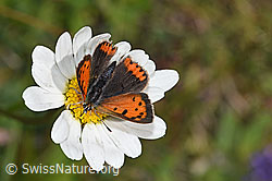 Wassertropfen auf Blüte einer Margerite