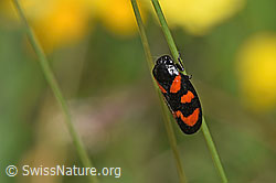 Gemeine Blutzikade (Cercopis vulnerata) (F211826)