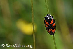 Gemeine Blutzikade (Cercopis vulnerata) (F211829)