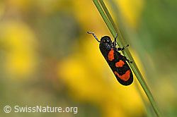 Gemeine Blutzikade (Cercopis vulnerata) (F211830)