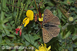 Gewöhnlicher Hornklee (Lotus corniculatus)