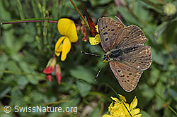 F211844: Brauner Feuerfalter (Lycaena tityrus) an Gewöhnlicher Hornklee (Lotus corniculatus)