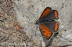 Kleiner Feuerfalter (Lycaena phlaeas) (F211846)