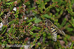 Behaarte Schwebfliege (Syrphus torvus) (F211851)