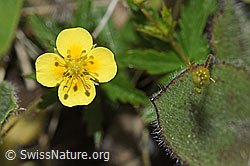 Potentilla erecta (F211853)