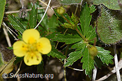 Potentilla erecta (F211854)