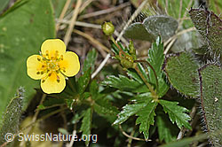 Potentilla erecta (F211855)