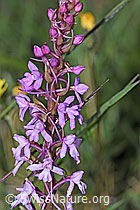 F211880: Langspornige Handwurz (Gymnadenia conopsea)