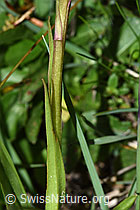 F211886: Langspornige Handwurz (Gymnadenia conopsea)