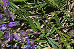F211895: Gewöhnliche Kreuzblume (Polygala vulgaris ssp. vulgaris)