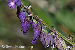 F211897: Gewöhnliche Kreuzblume (Polygala vulgaris ssp. vulgaris)