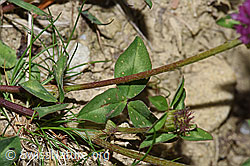 Rot-Klee (Trifolium pratense) (F211899)