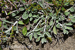 Gemeines Katzenpfötchen (Antennaria dioica) (F211905)