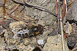 Mondfleck-Feldschwebfliege (Eupeodes luniger) (F211912)
