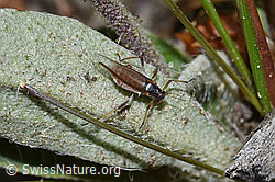 Rotbraune bepuderte Fichtenrindenlaus (Cinara pilicornis) (30.05.2022, F211929)