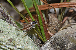 Rotbraune bepuderte Fichtenrindenlaus (Cinara pilicornis) (F211931)