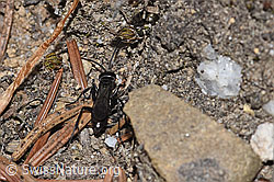 Anoplius infuscatus (Wegwespe) (F211938) Anoplius infuscatus (Wegwespe) (F211938)
