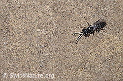 Foto: Diodontus luperus (Grabwespe)
