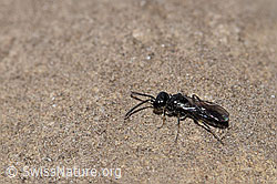 Foto: Diodontus luperus (Grabwespe)