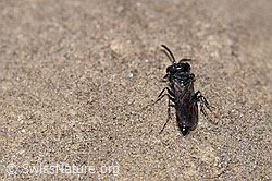 Foto: Diodontus luperus (Grabwespe)