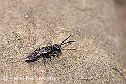 Foto: Diodontus luperus (Grabwespe)