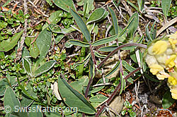 F211986: Echter Wundklee (Anthyllis vulneraria)