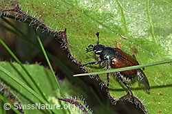 Gartenlaubkäfer (Phyllopertha horticola) (F212007)