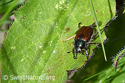 Gartenlaubkäfer (Phyllopertha horticola) (F212010)