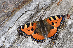 Kleiner Fuchs (Aglais urticae) (F212017) Kleiner Fuchs (Aglais urticae) (F212017)