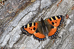 Kleiner Fuchs (Aglais urticae) (F212019) Kleiner Fuchs (Aglais urticae) (F212019)