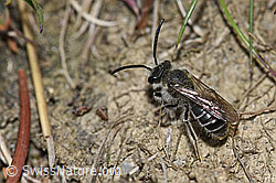Sandsteppen-Furchenbiene (Haltictus tetrazonius) (30.05.2022, F212029)