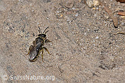 Foto: Gewöhnliche Dörnchensandbiene (Andrena humilis)