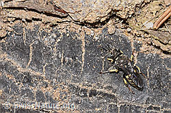 Foto: Oxybelus bipunctatus (Grabwespe)