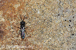 Foto: Diodontus luperus (Grabwespe)