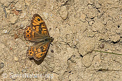 F212056: Mauerfuchs (Lasiommata megera)