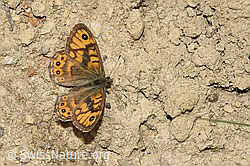 F212057: Mauerfuchs (Lasiommata megera)