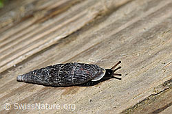 F212256: Scharfgerippte Schliessmundschnecke (Clausilia cruciata)