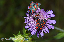 Gewöhnliche Widderchen (Zygaena filipendulae) auf Wald-Witwenblume (Knautia dipsacifolia) (F217258)