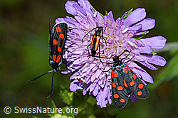 Gewöhnliche Widderchen (Zygaena filipendulae) auf Wald-Witwenblume (Knautia dipsacifolia) (F217261)