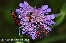 Gewöhnliche Widderchen (Zygaena filipendulae) auf Wald-Witwenblume (Knautia dipsacifolia) (F217262)
