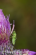 F217271: Grüne Distelwanze (Calocoris affinis) auf Sumpf-Kratzdistel (Cirsium palustre)