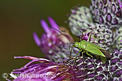 Sumpf-Kratzdistel (Cirsium palustre)